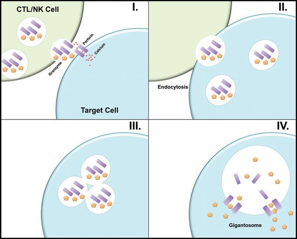그림 출처: https://www.nature.com/articles/cmi201145
